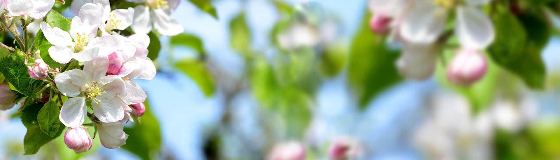 Die Philosophie von Gärten von Klein